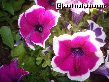 [P03] Floricelele plantate in parcu Al. Iona Cuza » foto by pink_gabi*
 - 
<span class="allrVoted glyphicon glyphicon-heart hidden" id="av82162"></span>
<a class="m-l-10 hidden" id="sv82162" onclick="voting_Foto_DelVot(,82162,3511)" role="button">șterge vot <span class="glyphicon glyphicon-remove"></span></a>
<a id="v982162" class=" c-red"  onclick="voting_Foto_SetVot(82162)" role="button"><span class="glyphicon glyphicon-heart-empty"></span> <b>LIKE</b> = Votează poza</a> <img class="hidden"  id="f82162W9" src="/imagini/loader.gif" border="0" /><span class="AjErrMes hidden" id="e82162ErM"></span>