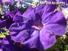 [P04] Floricelele plantate in parcu Al. Ioan Cuza » foto by pink_gabi*
 - 
<span class="allrVoted glyphicon glyphicon-heart hidden" id="av82164"></span>
<a class="m-l-10 hidden" id="sv82164" onclick="voting_Foto_DelVot(,82164,3511)" role="button">șterge vot <span class="glyphicon glyphicon-remove"></span></a>
<a id="v982164" class=" c-red"  onclick="voting_Foto_SetVot(82164)" role="button"><span class="glyphicon glyphicon-heart-empty"></span> <b>LIKE</b> = Votează poza</a> <img class="hidden"  id="f82164W9" src="/imagini/loader.gif" border="0" /><span class="AjErrMes hidden" id="e82164ErM"></span>