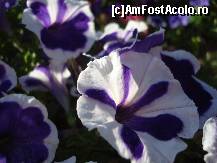 [P05] Floricelele plantate in parcu Al. Ioan Cuza » foto by pink_gabi*
 - 
<span class="allrVoted glyphicon glyphicon-heart hidden" id="av82165"></span>
<a class="m-l-10 hidden" id="sv82165" onclick="voting_Foto_DelVot(,82165,3511)" role="button">șterge vot <span class="glyphicon glyphicon-remove"></span></a>
<a id="v982165" class=" c-red"  onclick="voting_Foto_SetVot(82165)" role="button"><span class="glyphicon glyphicon-heart-empty"></span> <b>LIKE</b> = Votează poza</a> <img class="hidden"  id="f82165W9" src="/imagini/loader.gif" border="0" /><span class="AjErrMes hidden" id="e82165ErM"></span>