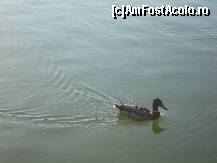 [P06] O ratusca se plimba agale pe lac » foto by pink_gabi*
 - 
<span class="allrVoted glyphicon glyphicon-heart hidden" id="av82166"></span>
<a class="m-l-10 hidden" id="sv82166" onclick="voting_Foto_DelVot(,82166,3511)" role="button">șterge vot <span class="glyphicon glyphicon-remove"></span></a>
<a id="v982166" class=" c-red"  onclick="voting_Foto_SetVot(82166)" role="button"><span class="glyphicon glyphicon-heart-empty"></span> <b>LIKE</b> = Votează poza</a> <img class="hidden"  id="f82166W9" src="/imagini/loader.gif" border="0" /><span class="AjErrMes hidden" id="e82166ErM"></span>