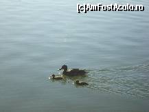 [P07] O alta ratusca, de data asta si cu doi bobocei » foto by pink_gabi*
 - 
<span class="allrVoted glyphicon glyphicon-heart hidden" id="av82167"></span>
<a class="m-l-10 hidden" id="sv82167" onclick="voting_Foto_DelVot(,82167,3511)" role="button">șterge vot <span class="glyphicon glyphicon-remove"></span></a>
<a id="v982167" class=" c-red"  onclick="voting_Foto_SetVot(82167)" role="button"><span class="glyphicon glyphicon-heart-empty"></span> <b>LIKE</b> = Votează poza</a> <img class="hidden"  id="f82167W9" src="/imagini/loader.gif" border="0" /><span class="AjErrMes hidden" id="e82167ErM"></span>