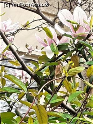 [P18] Cartier Floreasca, str. Mozart » foto by Michi
 - 
<span class="allrVoted glyphicon glyphicon-heart hidden" id="av1357888"></span>
<a class="m-l-10 hidden" id="sv1357888" onclick="voting_Foto_DelVot(,1357888,3511)" role="button">șterge vot <span class="glyphicon glyphicon-remove"></span></a>
<a id="v91357888" class=" c-red"  onclick="voting_Foto_SetVot(1357888)" role="button"><span class="glyphicon glyphicon-heart-empty"></span> <b>LIKE</b> = Votează poza</a> <img class="hidden"  id="f1357888W9" src="/imagini/loader.gif" border="0" /><span class="AjErrMes hidden" id="e1357888ErM"></span>