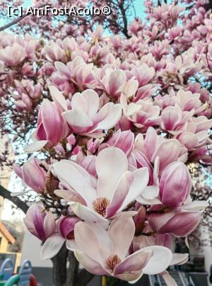 [P25] Blogul Dianei Robu » foto by Michi <span class="label label-default labelC_thin small">NEVOTABILĂ</span>