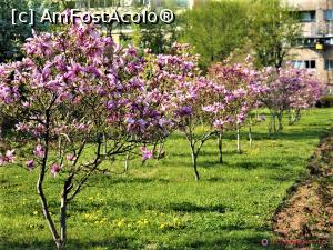 [P39] 40 de magnolii &icirc;n parcul Morarilor » foto by Michi <span class="label label-default labelC_thin small">NEVOTABILĂ</span>