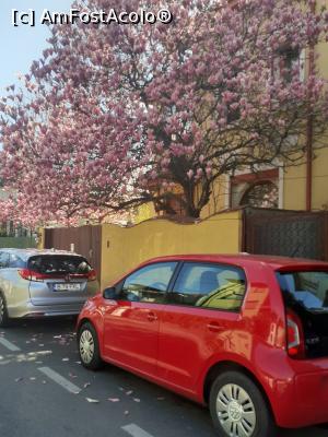 [P05] Cartier Floreasca, magnolie imensă pe str Drobotă nr.18 » foto by Michi
 - 
<span class="allrVoted glyphicon glyphicon-heart hidden" id="av1357875"></span>
<a class="m-l-10 hidden" id="sv1357875" onclick="voting_Foto_DelVot(,1357875,3511)" role="button">șterge vot <span class="glyphicon glyphicon-remove"></span></a>
<a id="v91357875" class=" c-red"  onclick="voting_Foto_SetVot(1357875)" role="button"><span class="glyphicon glyphicon-heart-empty"></span> <b>LIKE</b> = Votează poza</a> <img class="hidden"  id="f1357875W9" src="/imagini/loader.gif" border="0" /><span class="AjErrMes hidden" id="e1357875ErM"></span>