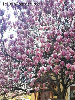 [P06] Cartier Floreasca, detaliu magnolie imensă str. Drobotă nr 18 » foto by Michi
 - 
<span class="allrVoted glyphicon glyphicon-heart hidden" id="av1357876"></span>
<a class="m-l-10 hidden" id="sv1357876" onclick="voting_Foto_DelVot(,1357876,3511)" role="button">șterge vot <span class="glyphicon glyphicon-remove"></span></a>
<a id="v91357876" class=" c-red"  onclick="voting_Foto_SetVot(1357876)" role="button"><span class="glyphicon glyphicon-heart-empty"></span> <b>LIKE</b> = Votează poza</a> <img class="hidden"  id="f1357876W9" src="/imagini/loader.gif" border="0" /><span class="AjErrMes hidden" id="e1357876ErM"></span>