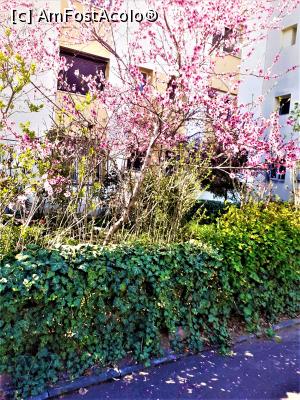 [P09] Cartier Floreasca, spre parcul Cinema, &icirc;n faţa unui bloc » foto by Michi
 - 
<span class="allrVoted glyphicon glyphicon-heart hidden" id="av1357879"></span>
<a class="m-l-10 hidden" id="sv1357879" onclick="voting_Foto_DelVot(,1357879,3511)" role="button">șterge vot <span class="glyphicon glyphicon-remove"></span></a>
<a id="v91357879" class=" c-red"  onclick="voting_Foto_SetVot(1357879)" role="button"><span class="glyphicon glyphicon-heart-empty"></span> <b>LIKE</b> = Votează poza</a> <img class="hidden"  id="f1357879W9" src="/imagini/loader.gif" border="0" /><span class="AjErrMes hidden" id="e1357879ErM"></span>