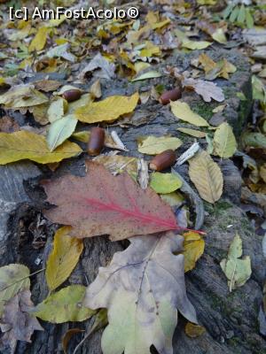 [P10] Toamna &icirc;n Pădurea Băneasa. » foto by tata123 🔱
 - 
<span class="allrVoted glyphicon glyphicon-heart hidden" id="av1264389"></span>
<a class="m-l-10 hidden" id="sv1264389" onclick="voting_Foto_DelVot(,1264389,3511)" role="button">șterge vot <span class="glyphicon glyphicon-remove"></span></a>
<a id="v91264389" class=" c-red"  onclick="voting_Foto_SetVot(1264389)" role="button"><span class="glyphicon glyphicon-heart-empty"></span> <b>LIKE</b> = Votează poza</a> <img class="hidden"  id="f1264389W9" src="/imagini/loader.gif" border="0" /><span class="AjErrMes hidden" id="e1264389ErM"></span>