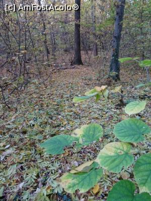 [P02] Toamna &icirc;n Pădurea Băneasa. » foto by tata123 🔱
 - 
<span class="allrVoted glyphicon glyphicon-heart hidden" id="av1264381"></span>
<a class="m-l-10 hidden" id="sv1264381" onclick="voting_Foto_DelVot(,1264381,3511)" role="button">șterge vot <span class="glyphicon glyphicon-remove"></span></a>
<a id="v91264381" class=" c-red"  onclick="voting_Foto_SetVot(1264381)" role="button"><span class="glyphicon glyphicon-heart-empty"></span> <b>LIKE</b> = Votează poza</a> <img class="hidden"  id="f1264381W9" src="/imagini/loader.gif" border="0" /><span class="AjErrMes hidden" id="e1264381ErM"></span>