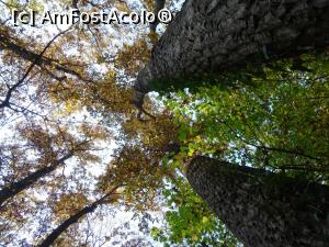 [P05] Toamna &icirc;n Pădurea Băneasa. » foto by tata123 🔱
 - 
<span class="allrVoted glyphicon glyphicon-heart hidden" id="av1264384"></span>
<a class="m-l-10 hidden" id="sv1264384" onclick="voting_Foto_DelVot(,1264384,3511)" role="button">șterge vot <span class="glyphicon glyphicon-remove"></span></a>
<a id="v91264384" class=" c-red"  onclick="voting_Foto_SetVot(1264384)" role="button"><span class="glyphicon glyphicon-heart-empty"></span> <b>LIKE</b> = Votează poza</a> <img class="hidden"  id="f1264384W9" src="/imagini/loader.gif" border="0" /><span class="AjErrMes hidden" id="e1264384ErM"></span>