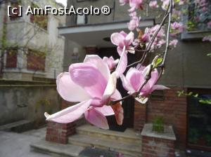 [P16] Magnolie roz. » foto by tata123 🔱
 - 
<span class="allrVoted glyphicon glyphicon-heart hidden" id="av1290754"></span>
<a class="m-l-10 hidden" id="sv1290754" onclick="voting_Foto_DelVot(,1290754,3511)" role="button">șterge vot <span class="glyphicon glyphicon-remove"></span></a>
<a id="v91290754" class=" c-red"  onclick="voting_Foto_SetVot(1290754)" role="button"><span class="glyphicon glyphicon-heart-empty"></span> <b>LIKE</b> = Votează poza</a> <img class="hidden"  id="f1290754W9" src="/imagini/loader.gif" border="0" /><span class="AjErrMes hidden" id="e1290754ErM"></span>