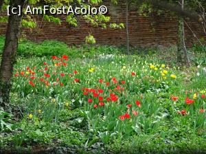 [P21] Grădină cu lalele &icirc;n Cotroceni. » foto by tata123 🔱
 - 
<span class="allrVoted glyphicon glyphicon-heart hidden" id="av1290759"></span>
<a class="m-l-10 hidden" id="sv1290759" onclick="voting_Foto_DelVot(,1290759,3511)" role="button">șterge vot <span class="glyphicon glyphicon-remove"></span></a>
<a id="v91290759" class=" c-red"  onclick="voting_Foto_SetVot(1290759)" role="button"><span class="glyphicon glyphicon-heart-empty"></span> <b>LIKE</b> = Votează poza</a> <img class="hidden"  id="f1290759W9" src="/imagini/loader.gif" border="0" /><span class="AjErrMes hidden" id="e1290759ErM"></span>