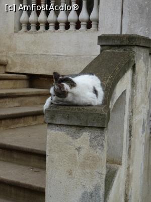 [P24] ... și pisici. » foto by tata123 🔱
 - 
<span class="allrVoted glyphicon glyphicon-heart hidden" id="av1290762"></span>
<a class="m-l-10 hidden" id="sv1290762" onclick="voting_Foto_DelVot(,1290762,3511)" role="button">șterge vot <span class="glyphicon glyphicon-remove"></span></a>
<a id="v91290762" class=" c-red"  onclick="voting_Foto_SetVot(1290762)" role="button"><span class="glyphicon glyphicon-heart-empty"></span> <b>LIKE</b> = Votează poza</a> <img class="hidden"  id="f1290762W9" src="/imagini/loader.gif" border="0" /><span class="AjErrMes hidden" id="e1290762ErM"></span>