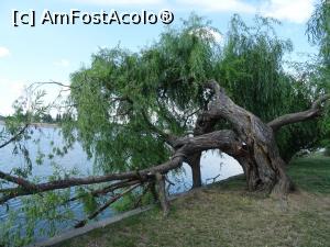 [P11] Insula Lacul Morii - vegetație. » foto by tata123 🔱
 - 
<span class="allrVoted glyphicon glyphicon-heart hidden" id="av1310190"></span>
<a class="m-l-10 hidden" id="sv1310190" onclick="voting_Foto_DelVot(,1310190,3511)" role="button">șterge vot <span class="glyphicon glyphicon-remove"></span></a>
<a id="v91310190" class=" c-red"  onclick="voting_Foto_SetVot(1310190)" role="button"><span class="glyphicon glyphicon-heart-empty"></span> <b>LIKE</b> = Votează poza</a> <img class="hidden"  id="f1310190W9" src="/imagini/loader.gif" border="0" /><span class="AjErrMes hidden" id="e1310190ErM"></span>