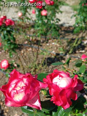 [P10] Trandafiri - superbi! » foto by tata123 🔱
 - 
<span class="allrVoted glyphicon glyphicon-heart hidden" id="av1331474"></span>
<a class="m-l-10 hidden" id="sv1331474" onclick="voting_Foto_DelVot(,1331474,3511)" role="button">șterge vot <span class="glyphicon glyphicon-remove"></span></a>
<a id="v91331474" class=" c-red"  onclick="voting_Foto_SetVot(1331474)" role="button"><span class="glyphicon glyphicon-heart-empty"></span> <b>LIKE</b> = Votează poza</a> <img class="hidden"  id="f1331474W9" src="/imagini/loader.gif" border="0" /><span class="AjErrMes hidden" id="e1331474ErM"></span>