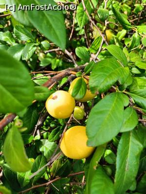 [P21] S-au copt și merele... » foto by tata123 🔱
 - 
<span class="allrVoted glyphicon glyphicon-heart hidden" id="av1331485"></span>
<a class="m-l-10 hidden" id="sv1331485" onclick="voting_Foto_DelVot(,1331485,3511)" role="button">șterge vot <span class="glyphicon glyphicon-remove"></span></a>
<a id="v91331485" class=" c-red"  onclick="voting_Foto_SetVot(1331485)" role="button"><span class="glyphicon glyphicon-heart-empty"></span> <b>LIKE</b> = Votează poza</a> <img class="hidden"  id="f1331485W9" src="/imagini/loader.gif" border="0" /><span class="AjErrMes hidden" id="e1331485ErM"></span>