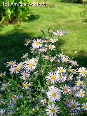 [P08] Flori și iar flori. » foto by tata123 🔱
 - 
<span class="allrVoted glyphicon glyphicon-heart hidden" id="av1331472"></span>
<a class="m-l-10 hidden" id="sv1331472" onclick="voting_Foto_DelVot(,1331472,3511)" role="button">șterge vot <span class="glyphicon glyphicon-remove"></span></a>
<a id="v91331472" class=" c-red"  onclick="voting_Foto_SetVot(1331472)" role="button"><span class="glyphicon glyphicon-heart-empty"></span> <b>LIKE</b> = Votează poza</a> <img class="hidden"  id="f1331472W9" src="/imagini/loader.gif" border="0" /><span class="AjErrMes hidden" id="e1331472ErM"></span>