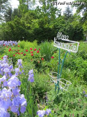 [P11] Bujori pe Aleea Stânjeneilor » foto by tata123 🔱
 - 
<span class="allrVoted glyphicon glyphicon-heart hidden" id="av509412"></span>
<a class="m-l-10 hidden" id="sv509412" onclick="voting_Foto_DelVot(,509412,3511)" role="button">șterge vot <span class="glyphicon glyphicon-remove"></span></a>
<a id="v9509412" class=" c-red"  onclick="voting_Foto_SetVot(509412)" role="button"><span class="glyphicon glyphicon-heart-empty"></span> <b>LIKE</b> = Votează poza</a> <img class="hidden"  id="f509412W9" src="/imagini/loader.gif" border="0" /><span class="AjErrMes hidden" id="e509412ErM"></span>