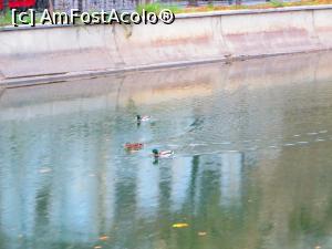 [P10] Rațe la promenadă pe Dâmbovița.  » foto by tata123 🔱
 - 
<span class="allrVoted glyphicon glyphicon-heart hidden" id="av716478"></span>
<a class="m-l-10 hidden" id="sv716478" onclick="voting_Foto_DelVot(,716478,3511)" role="button">șterge vot <span class="glyphicon glyphicon-remove"></span></a>
<a id="v9716478" class=" c-red"  onclick="voting_Foto_SetVot(716478)" role="button"><span class="glyphicon glyphicon-heart-empty"></span> <b>LIKE</b> = Votează poza</a> <img class="hidden"  id="f716478W9" src="/imagini/loader.gif" border="0" /><span class="AjErrMes hidden" id="e716478ErM"></span>