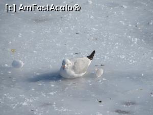 [P06] Înfruntând gerul pe Dâmbovița.  » foto by tata123 🔱
 - 
<span class="allrVoted glyphicon glyphicon-heart hidden" id="av718915"></span>
<a class="m-l-10 hidden" id="sv718915" onclick="voting_Foto_DelVot(,718915,3511)" role="button">șterge vot <span class="glyphicon glyphicon-remove"></span></a>
<a id="v9718915" class=" c-red"  onclick="voting_Foto_SetVot(718915)" role="button"><span class="glyphicon glyphicon-heart-empty"></span> <b>LIKE</b> = Votează poza</a> <img class="hidden"  id="f718915W9" src="/imagini/loader.gif" border="0" /><span class="AjErrMes hidden" id="e718915ErM"></span>