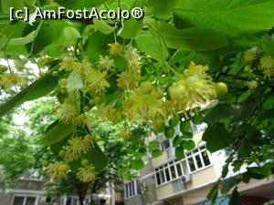 [P01] La sf&acirc;rșit de Mai florile de tei au scos capul la lumină &icirc;n Piața Sf. Anton. » foto by tata123 🔱
 - 
<span class="allrVoted glyphicon glyphicon-heart hidden" id="av1164901"></span>
<a class="m-l-10 hidden" id="sv1164901" onclick="voting_Foto_DelVot(,1164901,3511)" role="button">șterge vot <span class="glyphicon glyphicon-remove"></span></a>
<a id="v91164901" class=" c-red"  onclick="voting_Foto_SetVot(1164901)" role="button"><span class="glyphicon glyphicon-heart-empty"></span> <b>LIKE</b> = Votează poza</a> <img class="hidden"  id="f1164901W9" src="/imagini/loader.gif" border="0" /><span class="AjErrMes hidden" id="e1164901ErM"></span>