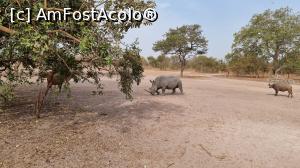 [P07] rinocerul alb » foto by robert
 - 
<span class="allrVoted glyphicon glyphicon-heart hidden" id="av1284780"></span>
<a class="m-l-10 hidden" id="sv1284780" onclick="voting_Foto_DelVot(,1284780,3514)" role="button">șterge vot <span class="glyphicon glyphicon-remove"></span></a>
<a id="v91284780" class=" c-red"  onclick="voting_Foto_SetVot(1284780)" role="button"><span class="glyphicon glyphicon-heart-empty"></span> <b>LIKE</b> = Votează poza</a> <img class="hidden"  id="f1284780W9" src="/imagini/loader.gif" border="0" /><span class="AjErrMes hidden" id="e1284780ErM"></span>