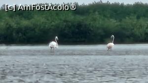 [P14] vedere din deltă » foto by robert
 - 
<span class="allrVoted glyphicon glyphicon-heart hidden" id="av1511281"></span>
<a class="m-l-10 hidden" id="sv1511281" onclick="voting_Foto_DelVot(,1511281,3514)" role="button">șterge vot <span class="glyphicon glyphicon-remove"></span></a>
<a id="v91511281" class=" c-red"  onclick="voting_Foto_SetVot(1511281)" role="button"><span class="glyphicon glyphicon-heart-empty"></span> <b>LIKE</b> = Votează poza</a> <img class="hidden"  id="f1511281W9" src="/imagini/loader.gif" border="0" /><span class="AjErrMes hidden" id="e1511281ErM"></span>