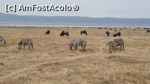 [P31] stau lângă zebre » foto by robert
 - 
<span class="allrVoted glyphicon glyphicon-heart hidden" id="av1275459"></span>
<a class="m-l-10 hidden" id="sv1275459" onclick="voting_Foto_DelVot(,1275459,3516)" role="button">șterge vot <span class="glyphicon glyphicon-remove"></span></a>
<a id="v91275459" class=" c-red"  onclick="voting_Foto_SetVot(1275459)" role="button"><span class="glyphicon glyphicon-heart-empty"></span> <b>LIKE</b> = Votează poza</a> <img class="hidden"  id="f1275459W9" src="/imagini/loader.gif" border="0" /><span class="AjErrMes hidden" id="e1275459ErM"></span>
