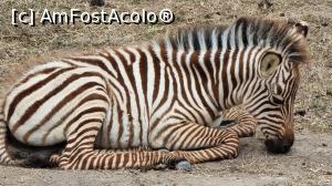 [P32] zebra e la odihnă » foto by robert
 - 
<span class="allrVoted glyphicon glyphicon-heart hidden" id="av1275460"></span>
<a class="m-l-10 hidden" id="sv1275460" onclick="voting_Foto_DelVot(,1275460,3516)" role="button">șterge vot <span class="glyphicon glyphicon-remove"></span></a>
<a id="v91275460" class=" c-red"  onclick="voting_Foto_SetVot(1275460)" role="button"><span class="glyphicon glyphicon-heart-empty"></span> <b>LIKE</b> = Votează poza</a> <img class="hidden"  id="f1275460W9" src="/imagini/loader.gif" border="0" /><span class="AjErrMes hidden" id="e1275460ErM"></span>