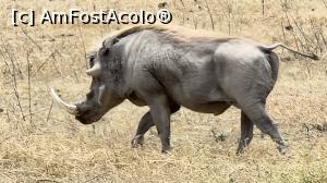 [P36] facocerul sau porcul mistreț african » foto by robert
 - 
<span class="allrVoted glyphicon glyphicon-heart hidden" id="av1275464"></span>
<a class="m-l-10 hidden" id="sv1275464" onclick="voting_Foto_DelVot(,1275464,3516)" role="button">șterge vot <span class="glyphicon glyphicon-remove"></span></a>
<a id="v91275464" class=" c-red"  onclick="voting_Foto_SetVot(1275464)" role="button"><span class="glyphicon glyphicon-heart-empty"></span> <b>LIKE</b> = Votează poza</a> <img class="hidden"  id="f1275464W9" src="/imagini/loader.gif" border="0" /><span class="AjErrMes hidden" id="e1275464ErM"></span>