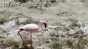 [P38] flamingo boy » foto by robert
 - 
<span class="allrVoted glyphicon glyphicon-heart hidden" id="av1275466"></span>
<a class="m-l-10 hidden" id="sv1275466" onclick="voting_Foto_DelVot(,1275466,3516)" role="button">șterge vot <span class="glyphicon glyphicon-remove"></span></a>
<a id="v91275466" class=" c-red"  onclick="voting_Foto_SetVot(1275466)" role="button"><span class="glyphicon glyphicon-heart-empty"></span> <b>LIKE</b> = Votează poza</a> <img class="hidden"  id="f1275466W9" src="/imagini/loader.gif" border="0" /><span class="AjErrMes hidden" id="e1275466ErM"></span>