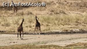 [P46] când girafa bea apă » foto by robert
 - 
<span class="allrVoted glyphicon glyphicon-heart hidden" id="av1282094"></span>
<a class="m-l-10 hidden" id="sv1282094" onclick="voting_Foto_DelVot(,1282094,3516)" role="button">șterge vot <span class="glyphicon glyphicon-remove"></span></a>
<a id="v91282094" class=" c-red"  onclick="voting_Foto_SetVot(1282094)" role="button"><span class="glyphicon glyphicon-heart-empty"></span> <b>LIKE</b> = Votează poza</a> <img class="hidden"  id="f1282094W9" src="/imagini/loader.gif" border="0" /><span class="AjErrMes hidden" id="e1282094ErM"></span>