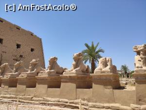 [P02] Templul lui Karnak » foto by Angi2021
 - 
<span class="allrVoted glyphicon glyphicon-heart hidden" id="av1242248"></span>
<a class="m-l-10 hidden" id="sv1242248" onclick="voting_Foto_DelVot(,1242248,3529)" role="button">șterge vot <span class="glyphicon glyphicon-remove"></span></a>
<a id="v91242248" class=" c-red"  onclick="voting_Foto_SetVot(1242248)" role="button"><span class="glyphicon glyphicon-heart-empty"></span> <b>LIKE</b> = Votează poza</a> <img class="hidden"  id="f1242248W9" src="/imagini/loader.gif" border="0" /><span class="AjErrMes hidden" id="e1242248ErM"></span>
