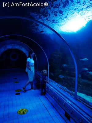 [P10] Vizita la Acvariul din Hurghada. Intentii bune, per total - incercarea e misto, dar ar putea face mult mai multe chestii interesante cu capitalul de care dispun. » foto by Bubbles91
 - 
<span class="allrVoted glyphicon glyphicon-heart hidden" id="av1234193"></span>
<a class="m-l-10 hidden" id="sv1234193" onclick="voting_Foto_DelVot(,1234193,3529)" role="button">șterge vot <span class="glyphicon glyphicon-remove"></span></a>
<a id="v91234193" class=" c-red"  onclick="voting_Foto_SetVot(1234193)" role="button"><span class="glyphicon glyphicon-heart-empty"></span> <b>LIKE</b> = Votează poza</a> <img class="hidden"  id="f1234193W9" src="/imagini/loader.gif" border="0" /><span class="AjErrMes hidden" id="e1234193ErM"></span>