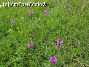 [P16] Floricele de primăvară. » foto by Floryn81
 - 
<span class="allrVoted glyphicon glyphicon-heart hidden" id="av1172181"></span>
<a class="m-l-10 hidden" id="sv1172181" onclick="voting_Foto_DelVot(,1172181,3566)" role="button">șterge vot <span class="glyphicon glyphicon-remove"></span></a>
<a id="v91172181" class=" c-red"  onclick="voting_Foto_SetVot(1172181)" role="button"><span class="glyphicon glyphicon-heart-empty"></span> <b>LIKE</b> = Votează poza</a> <img class="hidden"  id="f1172181W9" src="/imagini/loader.gif" border="0" /><span class="AjErrMes hidden" id="e1172181ErM"></span>