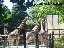 [P11] girafe in gradina zoologica din Schonbrunn » foto by kmy
 - 
<span class="allrVoted glyphicon glyphicon-heart hidden" id="av87591"></span>
<a class="m-l-10 hidden" id="sv87591" onclick="voting_Foto_DelVot(,87591,3569)" role="button">șterge vot <span class="glyphicon glyphicon-remove"></span></a>
<a id="v987591" class=" c-red"  onclick="voting_Foto_SetVot(87591)" role="button"><span class="glyphicon glyphicon-heart-empty"></span> <b>LIKE</b> = Votează poza</a> <img class="hidden"  id="f87591W9" src="/imagini/loader.gif" border="0" /><span class="AjErrMes hidden" id="e87591ErM"></span>