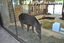 [P14] <s>Furnicar</s> probabil un TAPIR » foto by Gabise
 - 
<span class="allrVoted glyphicon glyphicon-heart hidden" id="av424784"></span>
<a class="m-l-10 hidden" id="sv424784" onclick="voting_Foto_DelVot(,424784,3569)" role="button">șterge vot <span class="glyphicon glyphicon-remove"></span></a>
<a id="v9424784" class=" c-red"  onclick="voting_Foto_SetVot(424784)" role="button"><span class="glyphicon glyphicon-heart-empty"></span> <b>LIKE</b> = Votează poza</a> <img class="hidden"  id="f424784W9" src="/imagini/loader.gif" border="0" /><span class="AjErrMes hidden" id="e424784ErM"></span>