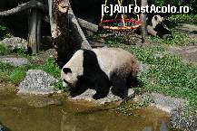 [P04] Tot panda în alta zona a habitatului » foto by Gabise
 - 
<span class="allrVoted glyphicon glyphicon-heart hidden" id="av424763"></span>
<a class="m-l-10 hidden" id="sv424763" onclick="voting_Foto_DelVot(,424763,3569)" role="button">șterge vot <span class="glyphicon glyphicon-remove"></span></a>
<a id="v9424763" class=" c-red"  onclick="voting_Foto_SetVot(424763)" role="button"><span class="glyphicon glyphicon-heart-empty"></span> <b>LIKE</b> = Votează poza</a> <img class="hidden"  id="f424763W9" src="/imagini/loader.gif" border="0" /><span class="AjErrMes hidden" id="e424763ErM"></span>