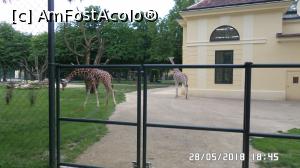 [P22] Grădina Zoo de la Schonbrunn » foto by ungureanica
 - 
<span class="allrVoted glyphicon glyphicon-heart hidden" id="av977812"></span>
<a class="m-l-10 hidden" id="sv977812" onclick="voting_Foto_DelVot(,977812,3569)" role="button">șterge vot <span class="glyphicon glyphicon-remove"></span></a>
<a id="v9977812" class=" c-red"  onclick="voting_Foto_SetVot(977812)" role="button"><span class="glyphicon glyphicon-heart-empty"></span> <b>LIKE</b> = Votează poza</a> <img class="hidden"  id="f977812W9" src="/imagini/loader.gif" border="0" /><span class="AjErrMes hidden" id="e977812ErM"></span>