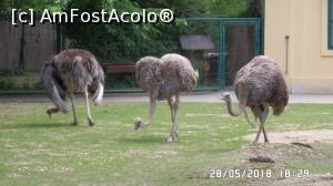 [P26] Grădina Zoo de la Schonbrunn » foto by ungureanica
 - 
<span class="allrVoted glyphicon glyphicon-heart hidden" id="av977820"></span>
<a class="m-l-10 hidden" id="sv977820" onclick="voting_Foto_DelVot(,977820,3569)" role="button">șterge vot <span class="glyphicon glyphicon-remove"></span></a>
<a id="v9977820" class=" c-red"  onclick="voting_Foto_SetVot(977820)" role="button"><span class="glyphicon glyphicon-heart-empty"></span> <b>LIKE</b> = Votează poza</a> <img class="hidden"  id="f977820W9" src="/imagini/loader.gif" border="0" /><span class="AjErrMes hidden" id="e977820ErM"></span>