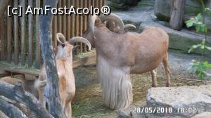 [P31] Grădina Zoo de la Schonbrunn » foto by ungureanica
 - 
<span class="allrVoted glyphicon glyphicon-heart hidden" id="av977829"></span>
<a class="m-l-10 hidden" id="sv977829" onclick="voting_Foto_DelVot(,977829,3569)" role="button">șterge vot <span class="glyphicon glyphicon-remove"></span></a>
<a id="v9977829" class=" c-red"  onclick="voting_Foto_SetVot(977829)" role="button"><span class="glyphicon glyphicon-heart-empty"></span> <b>LIKE</b> = Votează poza</a> <img class="hidden"  id="f977829W9" src="/imagini/loader.gif" border="0" /><span class="AjErrMes hidden" id="e977829ErM"></span>