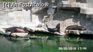 [P07] Grădina Zoo de la Schonbrunn » foto by ungureanica
 - 
<span class="allrVoted glyphicon glyphicon-heart hidden" id="av977784"></span>
<a class="m-l-10 hidden" id="sv977784" onclick="voting_Foto_DelVot(,977784,3569)" role="button">șterge vot <span class="glyphicon glyphicon-remove"></span></a>
<a id="v9977784" class=" c-red"  onclick="voting_Foto_SetVot(977784)" role="button"><span class="glyphicon glyphicon-heart-empty"></span> <b>LIKE</b> = Votează poza</a> <img class="hidden"  id="f977784W9" src="/imagini/loader.gif" border="0" /><span class="AjErrMes hidden" id="e977784ErM"></span>