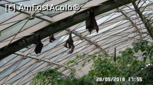 [P09] Grădina Zoo de la Schonbrunn » foto by ungureanica
 - 
<span class="allrVoted glyphicon glyphicon-heart hidden" id="av977788"></span>
<a class="m-l-10 hidden" id="sv977788" onclick="voting_Foto_DelVot(,977788,3569)" role="button">șterge vot <span class="glyphicon glyphicon-remove"></span></a>
<a id="v9977788" class=" c-red"  onclick="voting_Foto_SetVot(977788)" role="button"><span class="glyphicon glyphicon-heart-empty"></span> <b>LIKE</b> = Votează poza</a> <img class="hidden"  id="f977788W9" src="/imagini/loader.gif" border="0" /><span class="AjErrMes hidden" id="e977788ErM"></span>