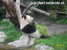 [P15] Fitosul Ursulet Panda,stiindu-se privit ne trata numai cu spatele » foto by ms65
 - 
<span class="allrVoted glyphicon glyphicon-heart hidden" id="av48113"></span>
<a class="m-l-10 hidden" id="sv48113" onclick="voting_Foto_DelVot(,48113,3569)" role="button">șterge vot <span class="glyphicon glyphicon-remove"></span></a>
<a id="v948113" class=" c-red"  onclick="voting_Foto_SetVot(48113)" role="button"><span class="glyphicon glyphicon-heart-empty"></span> <b>LIKE</b> = Votează poza</a> <img class="hidden"  id="f48113W9" src="/imagini/loader.gif" border="0" /><span class="AjErrMes hidden" id="e48113ErM"></span>