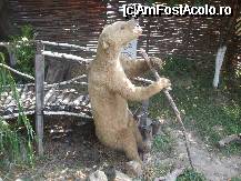 [P20]  -- <small>// FĂRĂ DESCRIERE</small> » foto by trandafir 1970*
 - 
<span class="allrVoted glyphicon glyphicon-heart hidden" id="av32063"></span>
<a class="m-l-10 hidden" id="sv32063" onclick="voting_Foto_DelVot(,32063,3571)" role="button">șterge vot <span class="glyphicon glyphicon-remove"></span></a>
<a id="v932063" class=" c-red"  onclick="voting_Foto_SetVot(32063)" role="button"><span class="glyphicon glyphicon-heart-empty"></span> <b>LIKE</b> = Votează poza</a> <img class="hidden"  id="f32063W9" src="/imagini/loader.gif" border="0" /><span class="AjErrMes hidden" id="e32063ErM"></span>