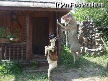 [P27]  -- <small>// FĂRĂ DESCRIERE</small> » foto by trandafir 1970*
 - 
<span class="allrVoted glyphicon glyphicon-heart hidden" id="av32070"></span>
<a class="m-l-10 hidden" id="sv32070" onclick="voting_Foto_DelVot(,32070,3571)" role="button">șterge vot <span class="glyphicon glyphicon-remove"></span></a>
<a id="v932070" class=" c-red"  onclick="voting_Foto_SetVot(32070)" role="button"><span class="glyphicon glyphicon-heart-empty"></span> <b>LIKE</b> = Votează poza</a> <img class="hidden"  id="f32070W9" src="/imagini/loader.gif" border="0" /><span class="AjErrMes hidden" id="e32070ErM"></span>