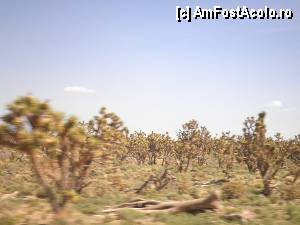 [P13] trecand prin Joshua Tree Forest » foto by grecudoina
 - 
<span class="allrVoted glyphicon glyphicon-heart hidden" id="av356599"></span>
<a class="m-l-10 hidden" id="sv356599" onclick="voting_Foto_DelVot(,356599,3574)" role="button">șterge vot <span class="glyphicon glyphicon-remove"></span></a>
<a id="v9356599" class=" c-red"  onclick="voting_Foto_SetVot(356599)" role="button"><span class="glyphicon glyphicon-heart-empty"></span> <b>LIKE</b> = Votează poza</a> <img class="hidden"  id="f356599W9" src="/imagini/loader.gif" border="0" /><span class="AjErrMes hidden" id="e356599ErM"></span>