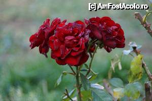 [P02] Flori reprezentative din curtea cetății.  » foto by Utube
 - 
<span class="allrVoted glyphicon glyphicon-heart hidden" id="av395053"></span>
<a class="m-l-10 hidden" id="sv395053" onclick="voting_Foto_DelVot(,395053,3588)" role="button">șterge vot <span class="glyphicon glyphicon-remove"></span></a>
<a id="v9395053" class=" c-red"  onclick="voting_Foto_SetVot(395053)" role="button"><span class="glyphicon glyphicon-heart-empty"></span> <b>LIKE</b> = Votează poza</a> <img class="hidden"  id="f395053W9" src="/imagini/loader.gif" border="0" /><span class="AjErrMes hidden" id="e395053ErM"></span>