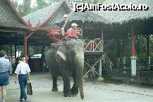 [P17] Călare pe elefant la Samphran Park » foto by badge®
 - 
<span class="allrVoted glyphicon glyphicon-heart hidden" id="av171218"></span>
<a class="m-l-10 hidden" id="sv171218" onclick="voting_Foto_DelVot(,171218,3625)" role="button">șterge vot <span class="glyphicon glyphicon-remove"></span></a>
<a id="v9171218" class=" c-red"  onclick="voting_Foto_SetVot(171218)" role="button"><span class="glyphicon glyphicon-heart-empty"></span> <b>LIKE</b> = Votează poza</a> <img class="hidden"  id="f171218W9" src="/imagini/loader.gif" border="0" /><span class="AjErrMes hidden" id="e171218ErM"></span>