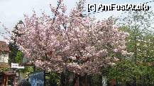 [P05] Şi cireşul japonez parcă abia aştepta razele calde de soare » foto by Dragoș_MD
 - 
<span class="allrVoted glyphicon glyphicon-heart hidden" id="av71995"></span>
<a class="m-l-10 hidden" id="sv71995" onclick="voting_Foto_DelVot(,71995,3677)" role="button">șterge vot <span class="glyphicon glyphicon-remove"></span></a>
<a id="v971995" class=" c-red"  onclick="voting_Foto_SetVot(71995)" role="button"><span class="glyphicon glyphicon-heart-empty"></span> <b>LIKE</b> = Votează poza</a> <img class="hidden"  id="f71995W9" src="/imagini/loader.gif" border="0" /><span class="AjErrMes hidden" id="e71995ErM"></span>